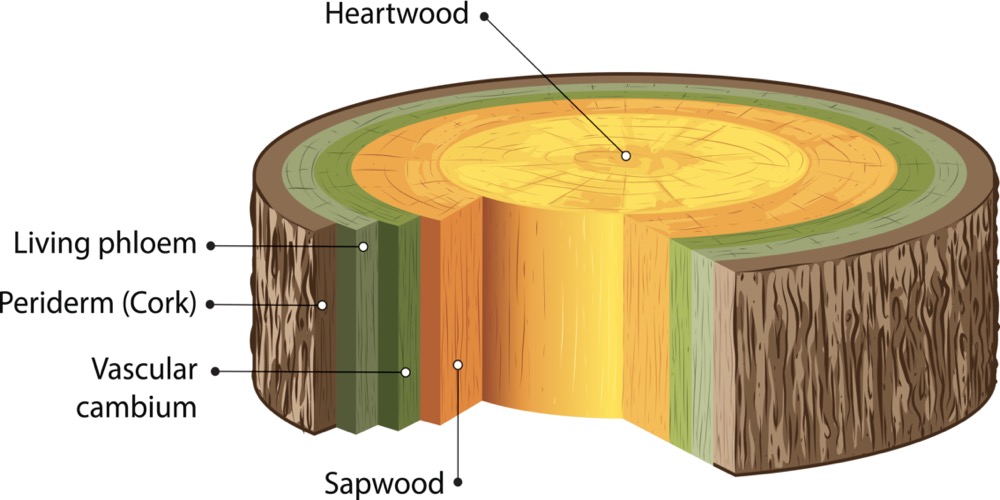 Wood diagram